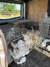 Village dogs arrive for spays and neuters