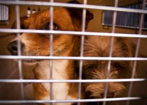 dog in crate waiting for spaying