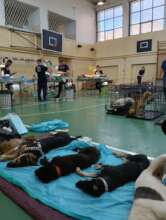 dogs recovery area at a mobile campaign