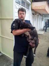 Factory dog will no longer have puppies