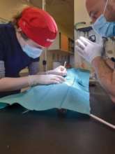 Training a vet from Cluj