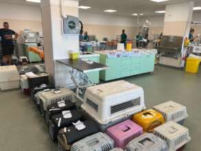 Spay Day at Center of Hope hospital