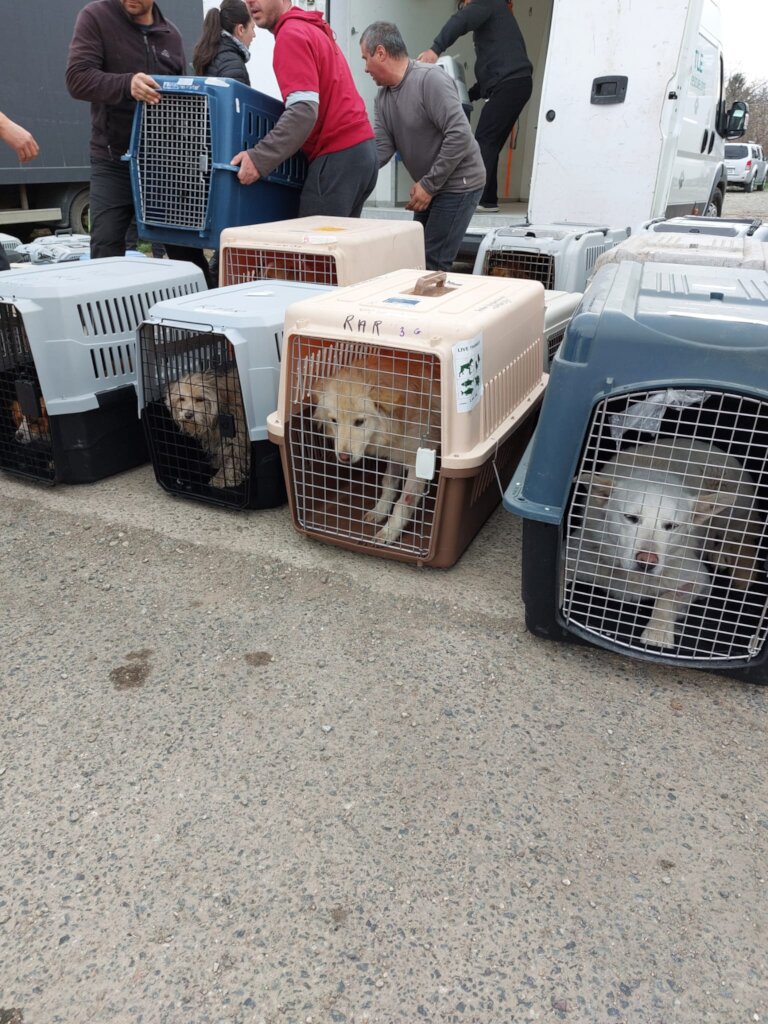Spay Shuttle Pickup