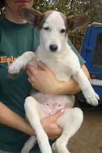 Keyhole incision surgery