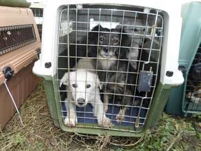 dogs brought in from countryside