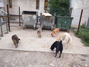 Need for spay and neuter continues