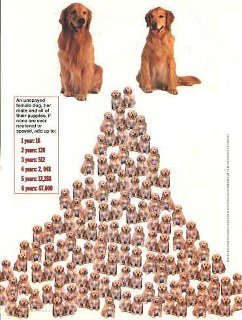 Neuter and Spay poster