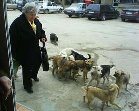 Dogs on the streets in Romania