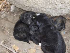 Puppies born on the streets of Romania