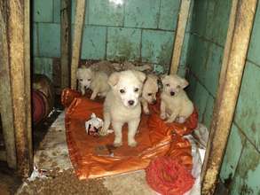 puppies living in abandoned house