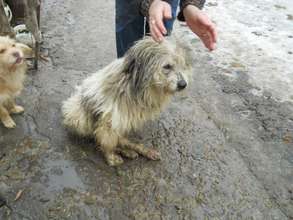 Dog who was hit by a car in Romania