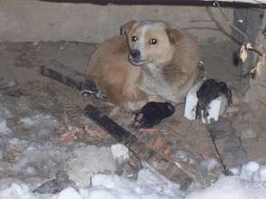 Mama dog on the street with dead pups