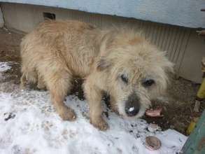 street dog in Romania