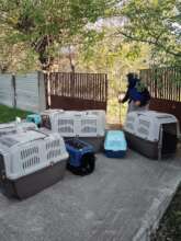 Picking up dogs for spay/neuter