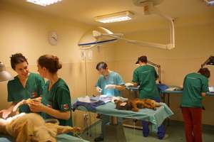 Spay and Neuter for 3,000 dogs in Romania
