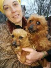 Spay Shuttle help in Ploiesti