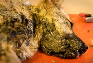 Puppy brought in covered with tar