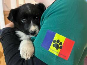 a puppy in for vaccines