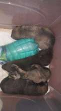 puppies dumped at the shelter from village