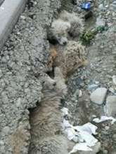 village pups and mother needing help