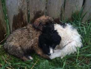 abandoned puppies found in village near Sibiu