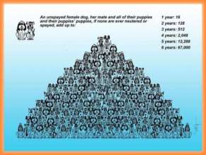 why sterilization is the only real solution