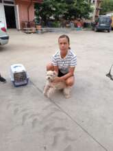Spay Shuttle picks up village dogs for spaying