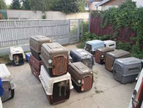 crates of animals for spay and neuter