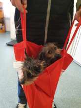 more patients arrive for spays!