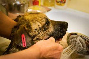 cleaning the tar puppy