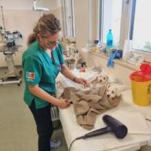 Spay recovery at Center of Hope