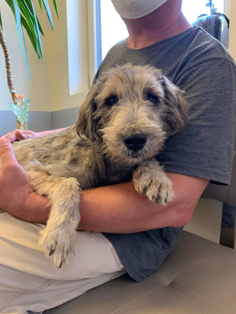 patient waiting for treatment and neuter at Center