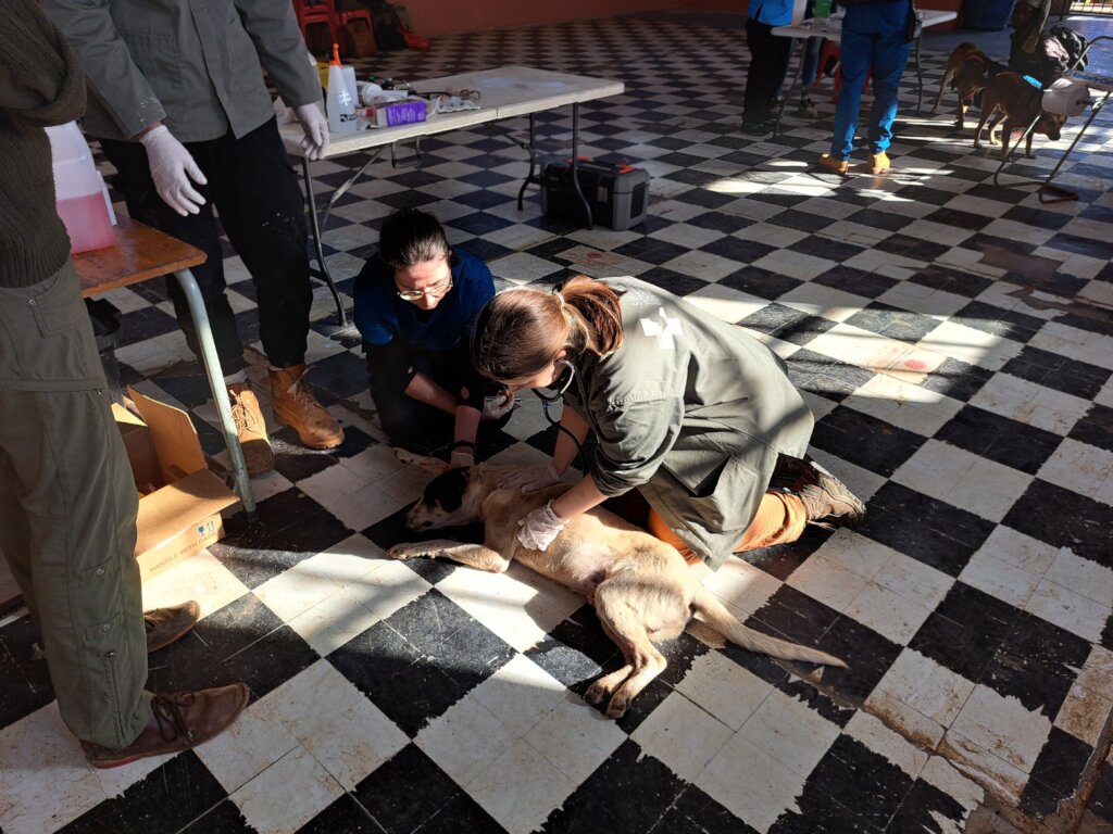 Provide Veterinary Care for Rural Communities