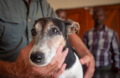 Provide Veterinary Care for Rural Communities
