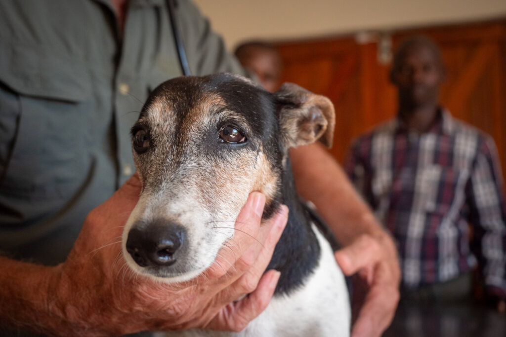 Provide Veterinary Care for Rural Communities