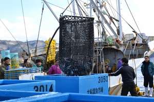 Ofunato fish market reopens with Mercy Corps' help