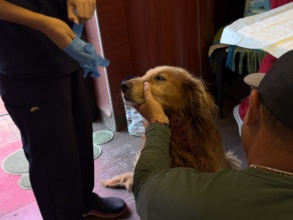 Dog gets vet care at temporary clinic