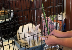 Cat gets a treat at temporary shelter