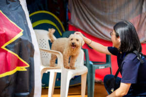 Hazuki pets a dog at a tent encampment