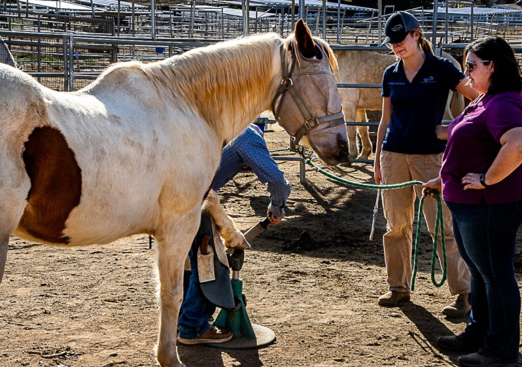 Vet Care For Our Herd