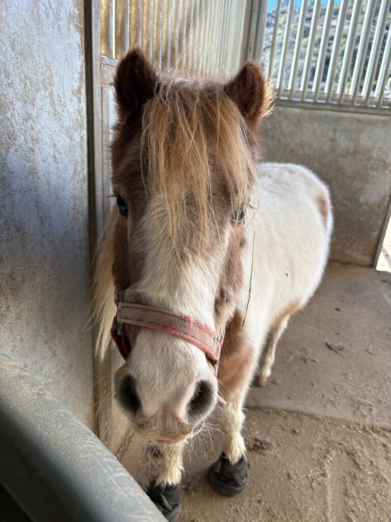 Vet Care For Our Herd