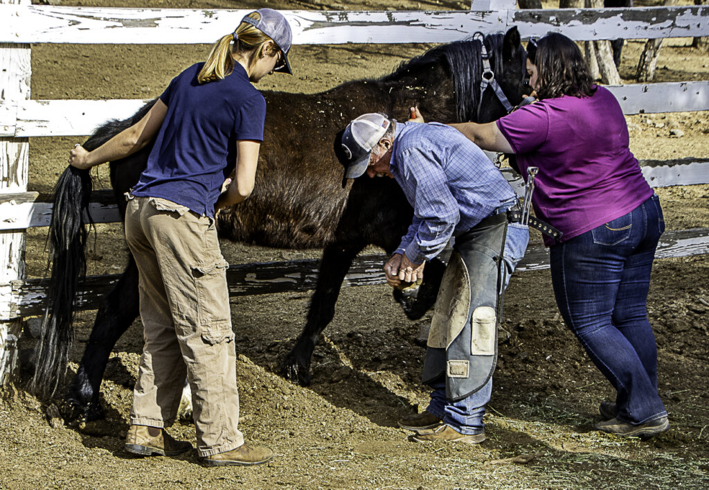 Vet Care For Our Herd