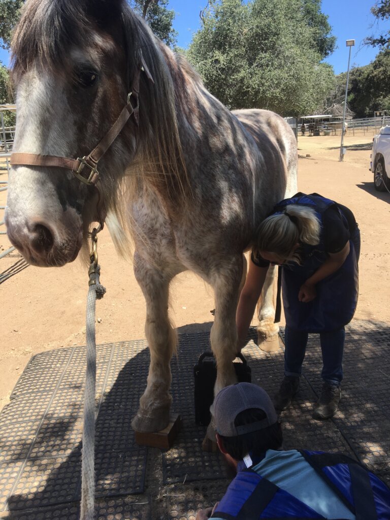 Vet Care For Our Herd