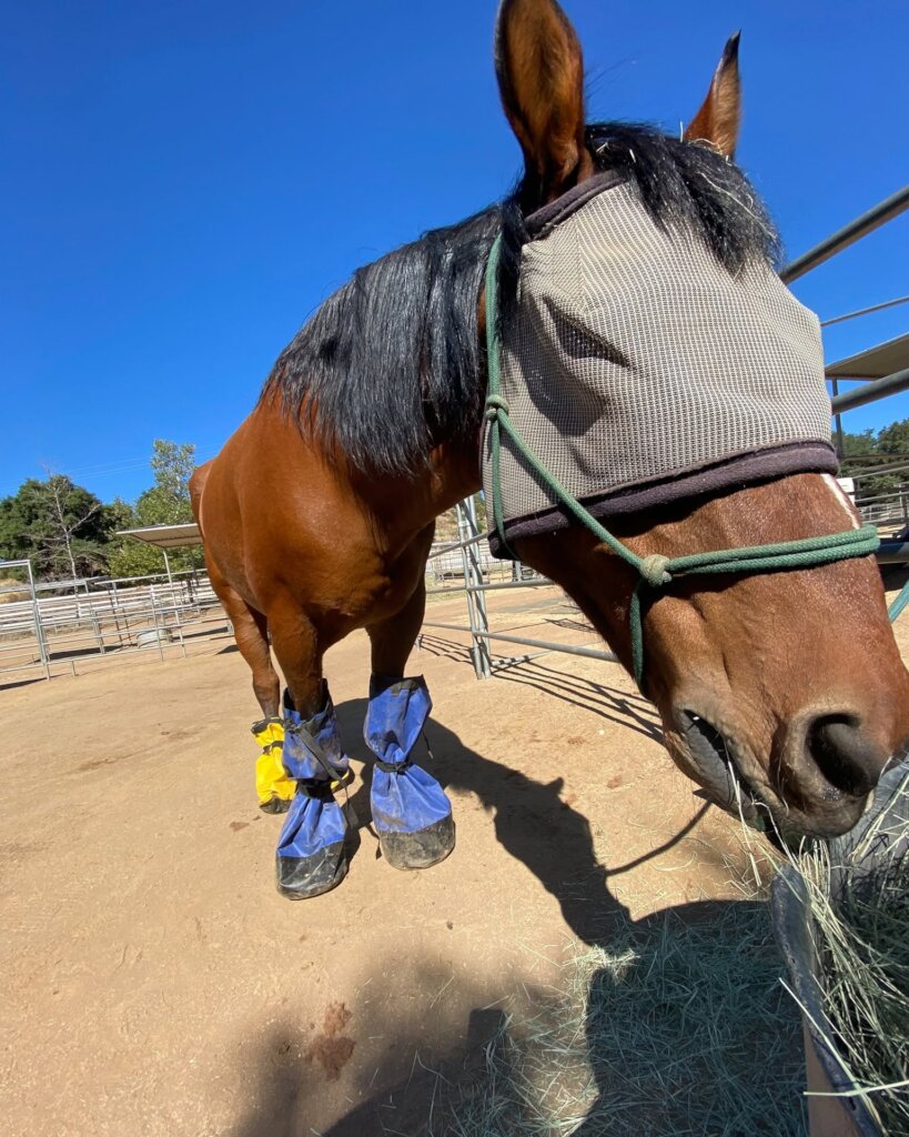 Vet Care For Our Herd