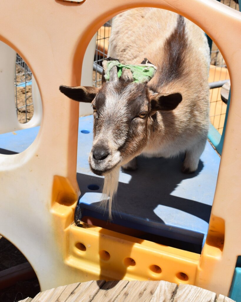 Vet Care For Our Herd
