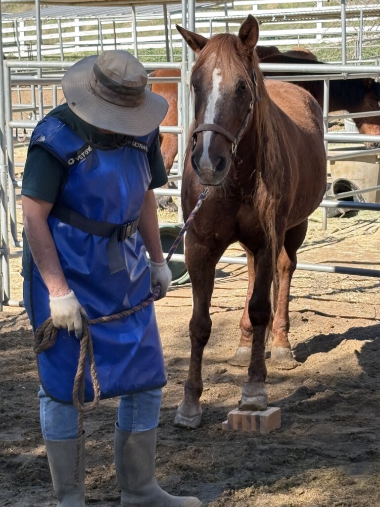 Vet Care For Our Herd