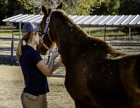 Vet Care For Our Herd
