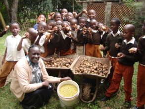 Potatos harvesting at the school's farm