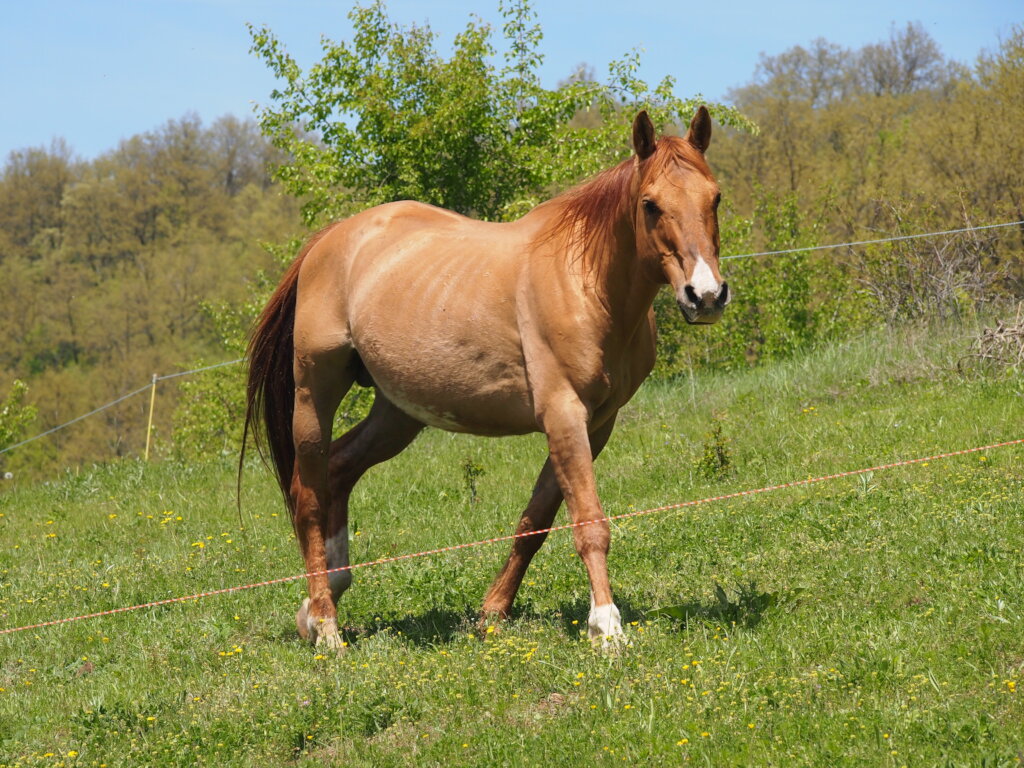 Become a Guardian of a Therapy Horse Herd