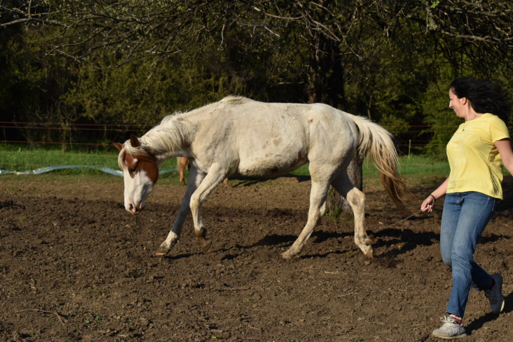 Become a Guardian of a Therapy Horse Herd